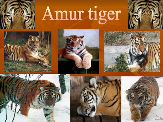 Amur tiger