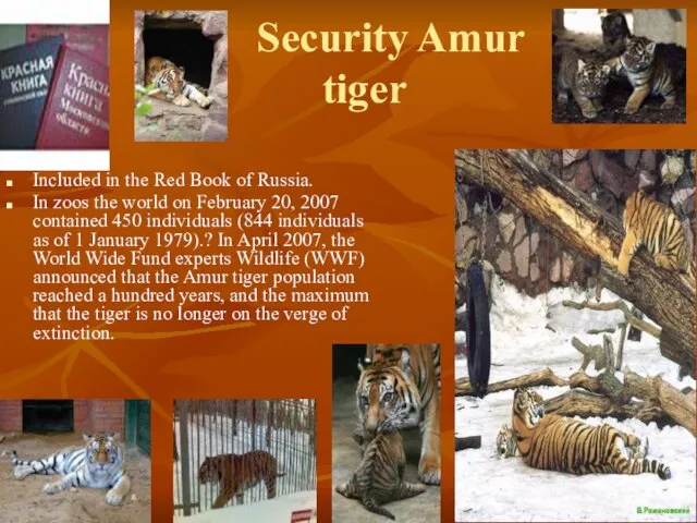 Security Amur tiger Included in the Red Book of Russia. In