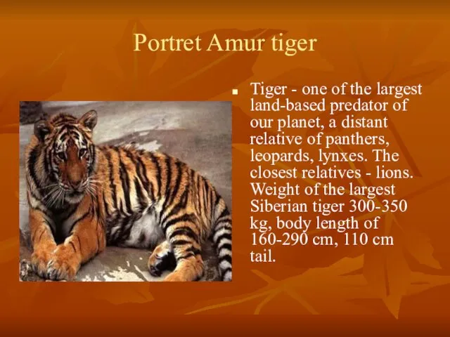 Portret Amur tiger Tiger - one of the largest land-based predator