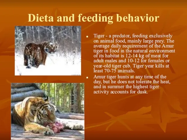 Dieta and feeding behavior Tiger - a predator, feeding exclusively on