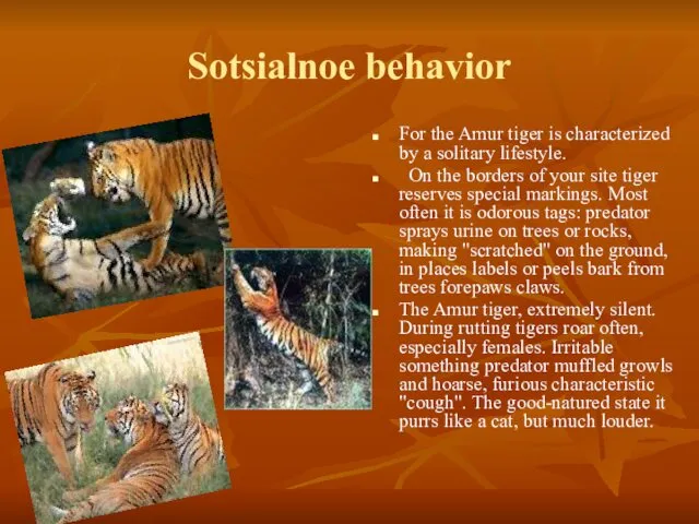 Sotsialnoe behavior For the Amur tiger is characterized by a solitary