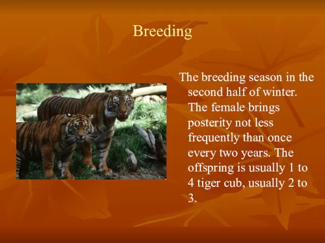 Breeding The breeding season in the second half of winter. The