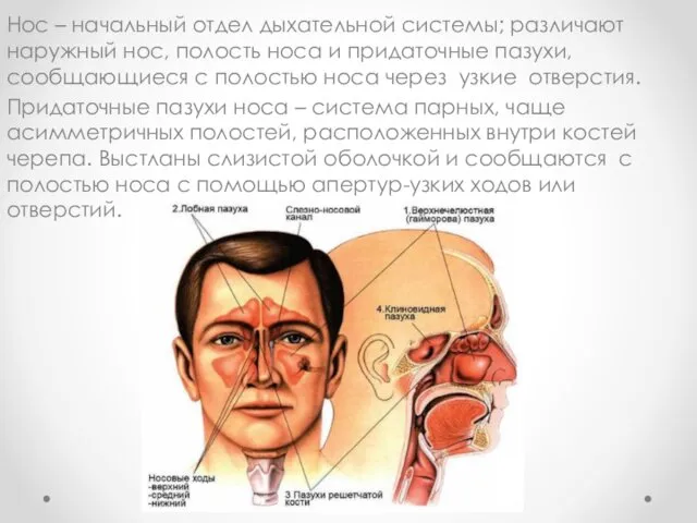 Нос – начальный отдел дыхательной системы; различают наружный нос, полость носа