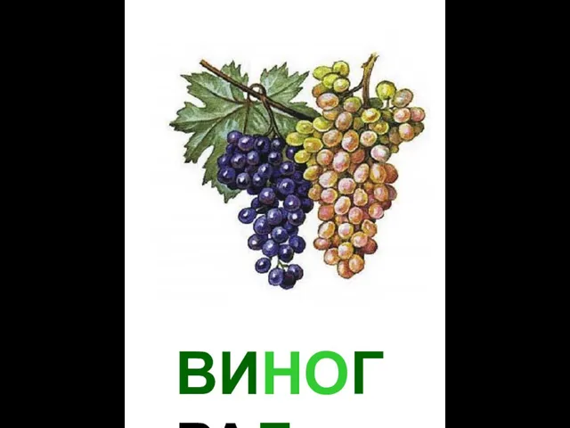 ВИНОГРАД