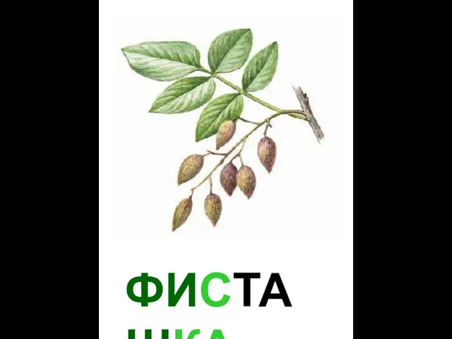 ФИСТАШКА