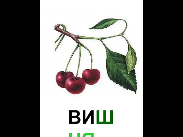 ВИШНЯ