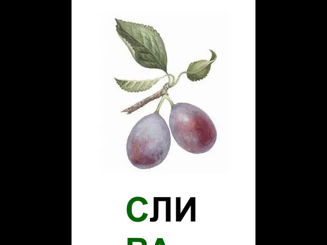 СЛИВА