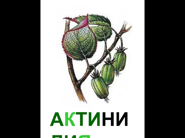 АКТИНИДИЯ