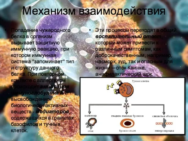 Механизм взаимодействия Попадение чужеродного белка в организм вызывает защитную иммунную реакцию,