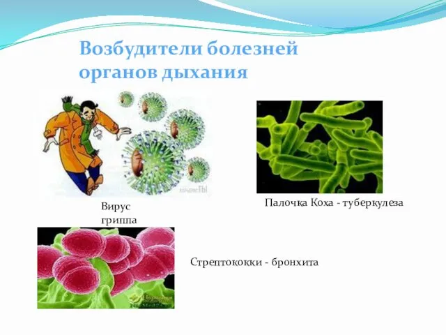 Возбудители болезней органов дыхания Вирус гриппа Палочка Коха - туберкулеза Стрептококки - бронхита