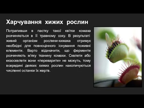 Харчування хижих рослин Потрапивши в пастку такої квітки комаха розчиняється в