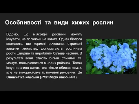 Особливості та види хижих рослин Відомо, що м’ясоїдні рослини можуть існувати,