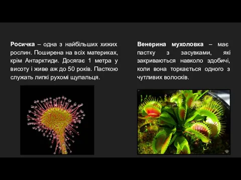 Росичка – одна з найбільших хижих рослин. Поширена на всіх материках,