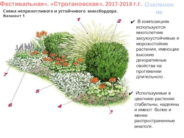 «Фестивальная». «Строгановская». 2017-2018 г.г. Озеленение Схема неприхотливого и устойчивого миксбордера. Вариант