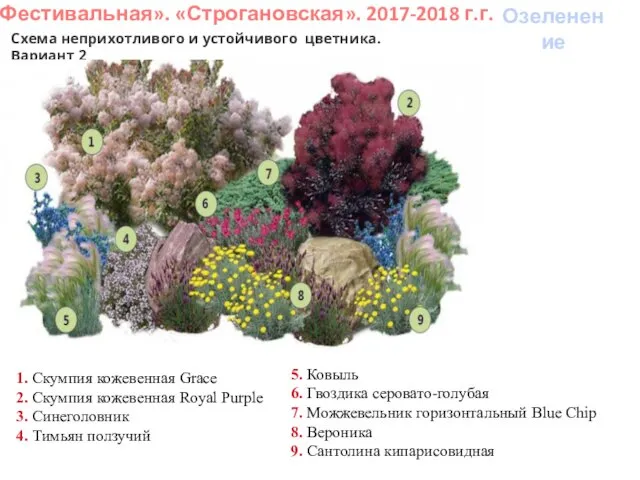 «Фестивальная». «Строгановская». 2017-2018 г.г. Озеленение Схема неприхотливого и устойчивого цветника. Вариант