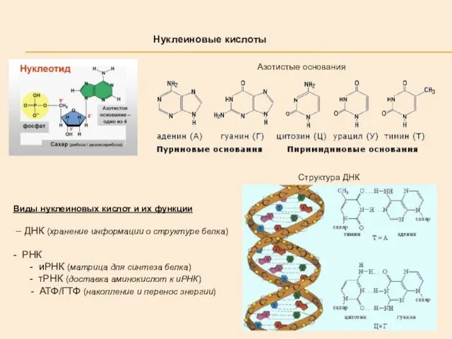 Нуклеиновые кислоты Азотистые основания Структура ДНК Виды нуклеиновых кислот и их