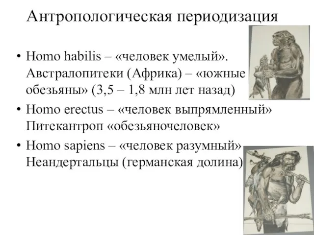 Антропологическая периодизация Homo habilis – «человек умелый». Австралопитеки (Африка) – «южные