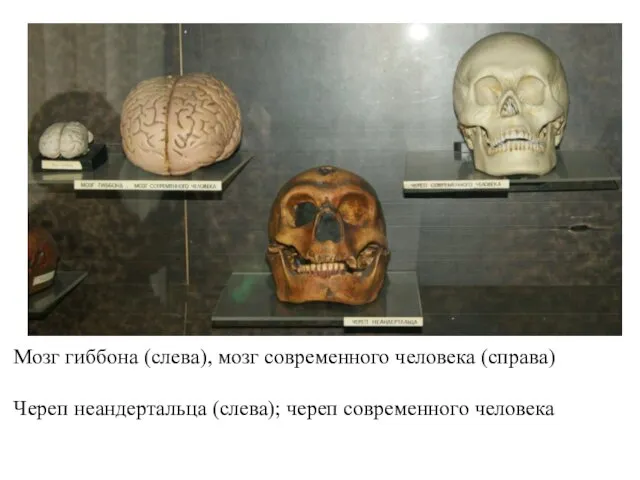 Мозг гиббона (слева), мозг современного человека (справа) Череп неандертальца (слева); череп современного человека