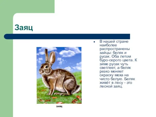 Заяц В нашей стране наиболее распространены зайцы: беляк и русак. Оба