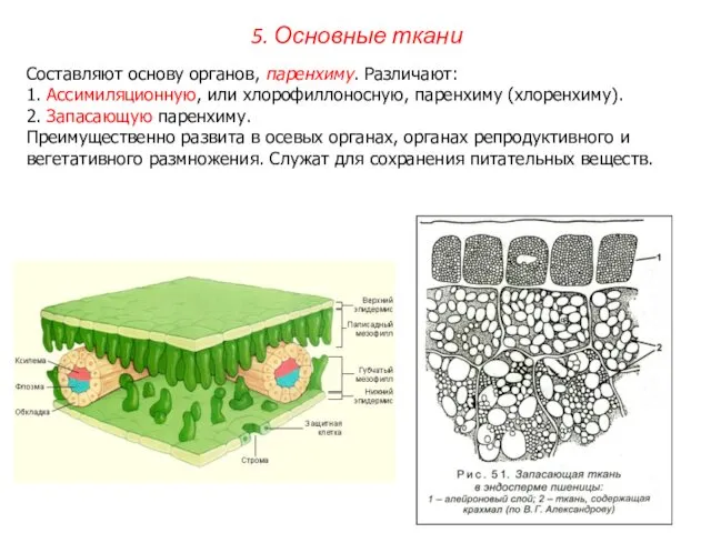 Составляют основу органов, паренхиму. Различают: 1. Ассимиляционную, или хлорофиллоносную, паренхиму (хлоренхиму).