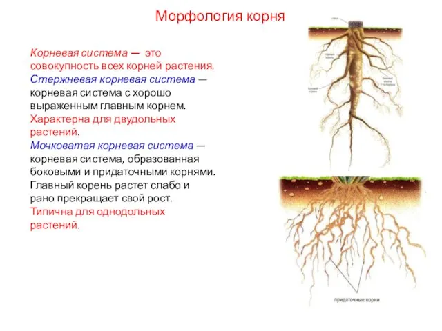 Корневая система — это совокупность всех корней растения. Стержневая корневая система