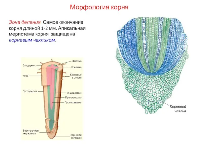 Зона деления. Самое окончание корня длиной 1-2 мм. Апикальная меристема корня защищена корневым чехликом. Морфология корня