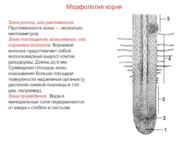 Зона роста, или растяжения. Протяженность зоны — несколько миллиметров. Зона поглощения,