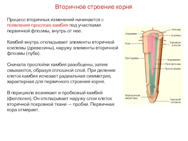 Процесс вторичных изменений начинается с появления прослоек камбия под участками первичной