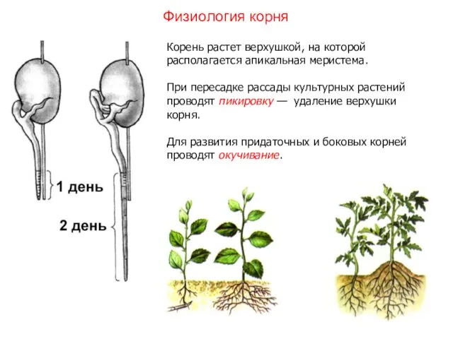 Корень растет верхушкой, на которой располагается апикальная меристема. При пересадке рассады