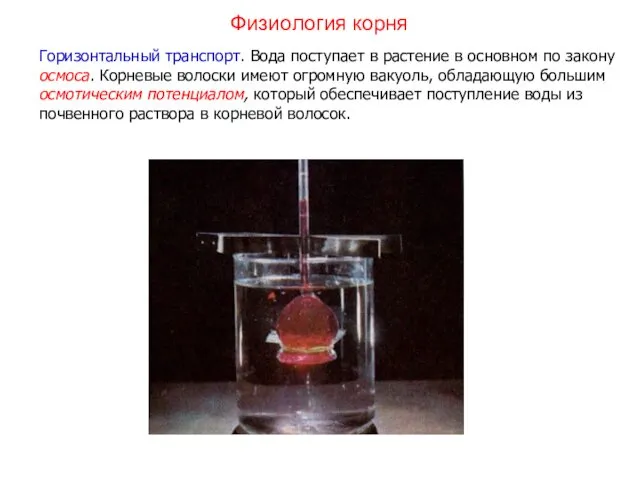 Горизонтальный транспорт. Вода поступает в растение в основном по закону осмоса.