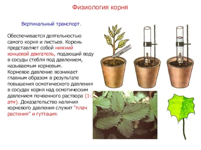 Вертикальный транспорт. Обеспечивается деятельностью самого корня и листьев. Корень представляет собой