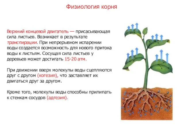 Верхний концевой двигатель — присасывающая сила листьев. Возникает в результате транспирации.