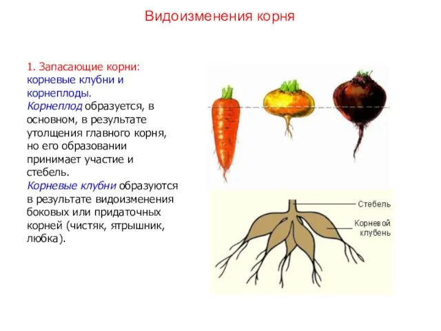 1. Запасающие корни: корневые клубни и корнеплоды. Корнеплод образуется, в основном,