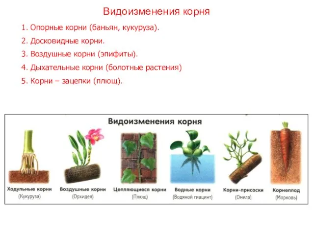 1. Опорные корни (баньян, кукуруза). 2. Досковидные корни. 3. Воздушные корни