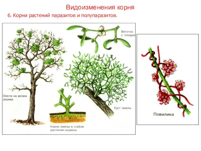 6. Корни растений паразитов и полупаразитов. Видоизменения корня