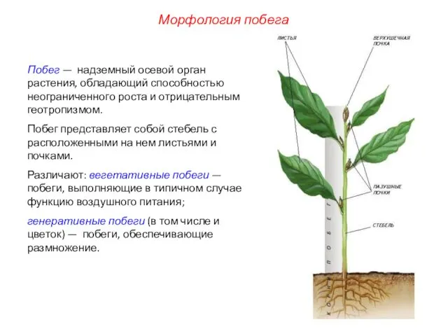 Морфология побега Побег — надземный осевой орган растения, обладающий способностью неограниченного