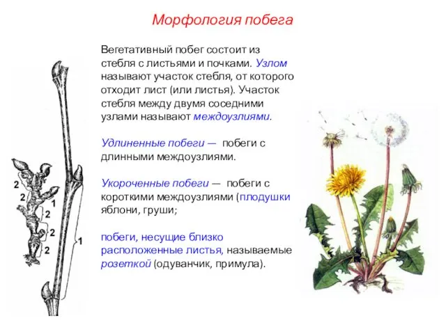 Вегетативный побег состоит из стебля с листьями и почками. Узлом называют