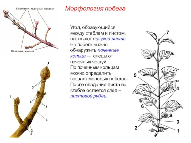 Угол, образующийся между стеблем и листом, называют пазухой листа. На побеге