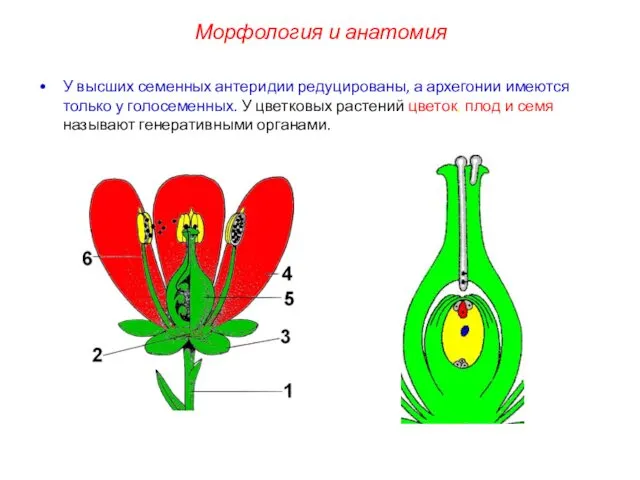 У высших семенных антеридии редуцированы, а архегонии имеются только у голосеменных.