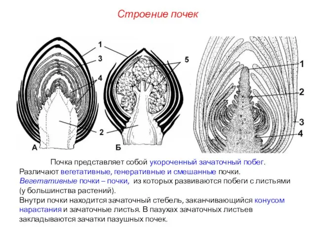 Почка представляет собой укороченный зачаточный побег. Различают вегетативные, генеративные и смешанные