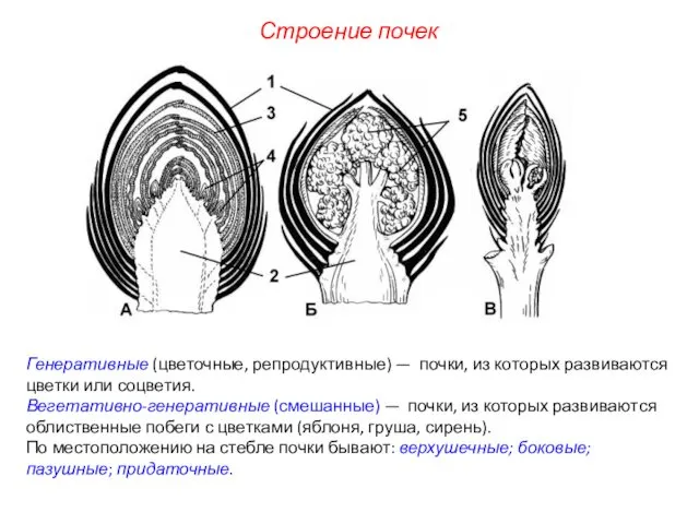 Генеративные (цветочные, репродуктивные) — почки, из которых развиваются цветки или соцветия.