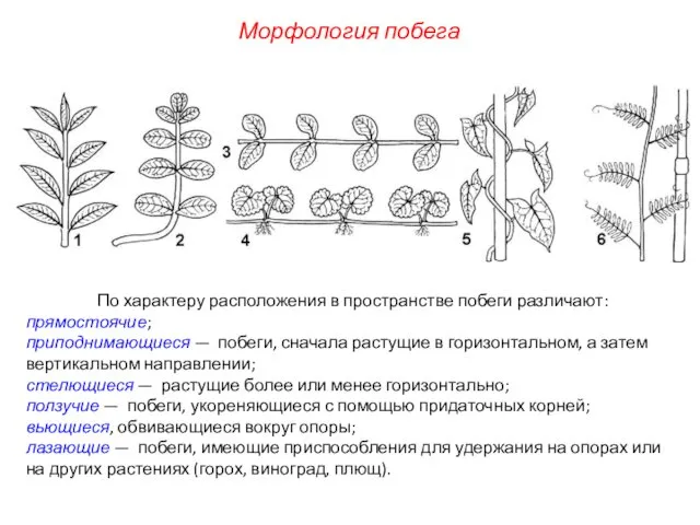 По характеру расположения в пространстве побеги различают: прямостоячие; приподнимающиеся — побеги,