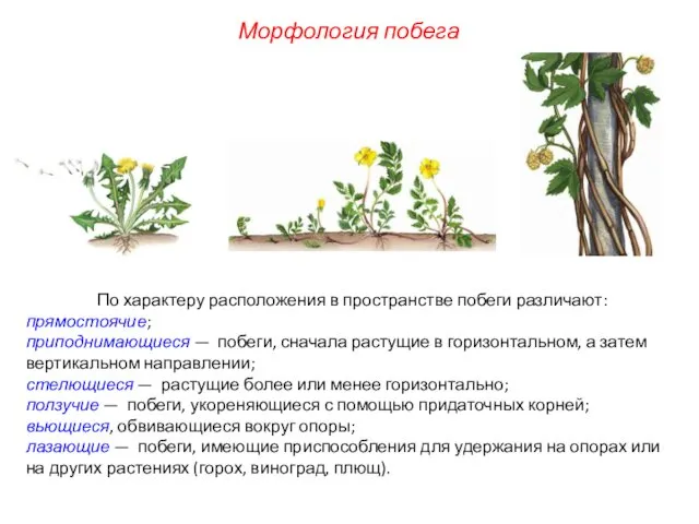По характеру расположения в пространстве побеги различают: прямостоячие; приподнимающиеся — побеги,