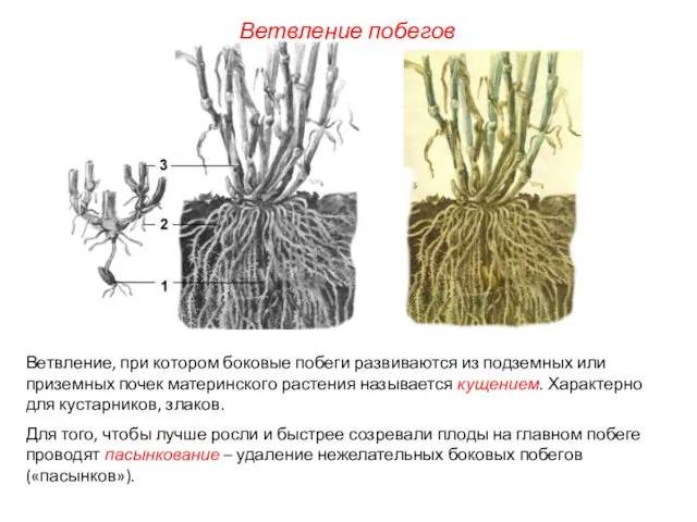 Ветвление побегов Ветвление, при котором боковые побеги развиваются из подземных или