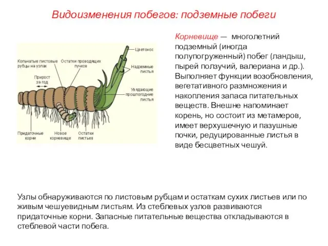 Видоизменения побегов: подземные побеги Корневище — многолетний подземный (иногда полупогруженный) побег