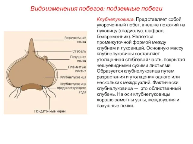 Клубнелуковица. Представляет собой укороченный побег, внешне похожий на луковицу (гладиолус, шафран,