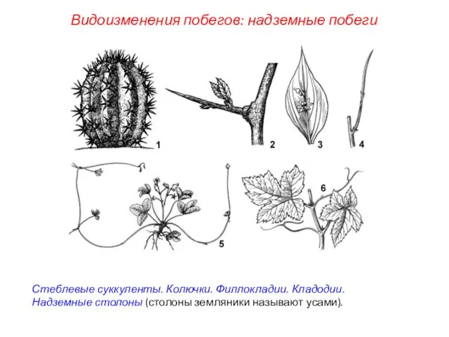 Стеблевые суккуленты. Колючки. Филлокладии. Кладодии. Надземные столоны (столоны земляники называют усами). Видоизменения побегов: надземные побеги