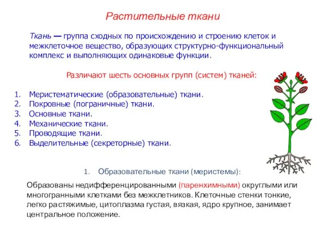 Ткань — группа сходных по происхождению и строению клеток и межклеточное