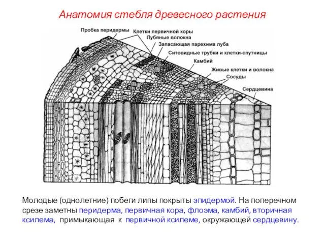 Молодые (однолетние) побеги липы покрыты эпидермой. На поперечном срезе заметны перидерма,