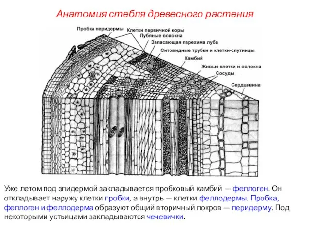 Уже летом под эпидермой закладывается пробковый камбий — феллоген. Он откладывает